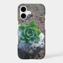 succulent green echeveria photo