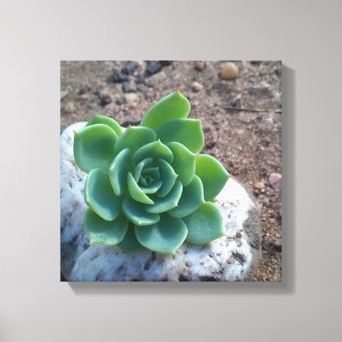 succulent green echeveria photo print