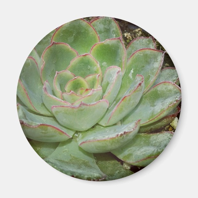Succulent, Hen and Chicks Magnet (Front)
