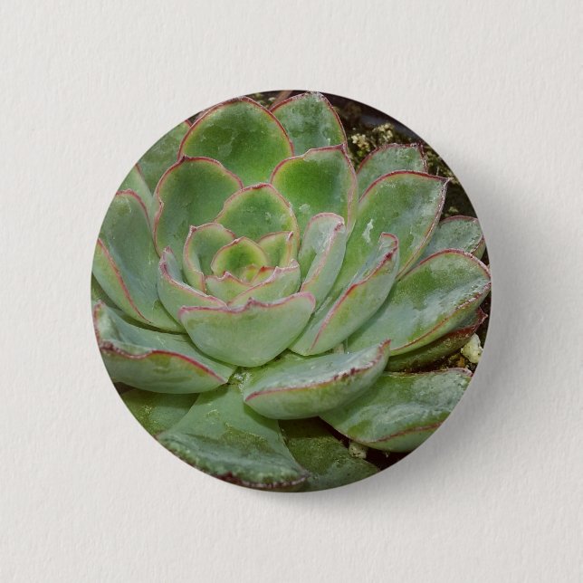 Succulent, Hen and Chicks Pinback Button (Front)