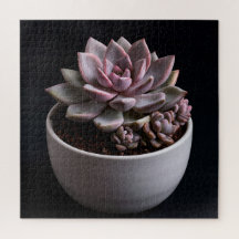 Succulent