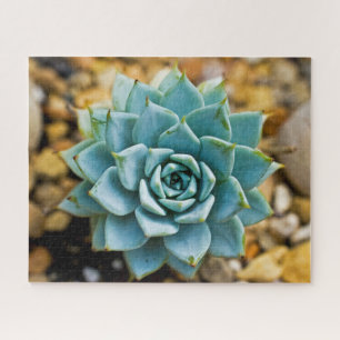 Succulent Jigsaw Puzzle