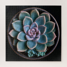 Succulent