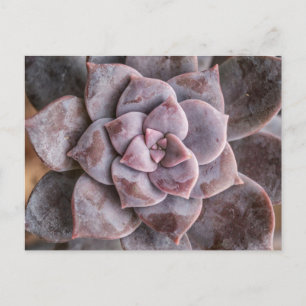 Succulent Love Postcard