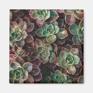 Succulent Magnet