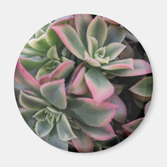 Succulent Magnet (Front)
