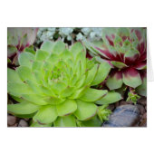 Succulent Note Card (Front Horizontal)