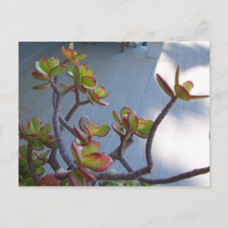 Succulent on an Oxnard Deck....nature's design... Postcard
