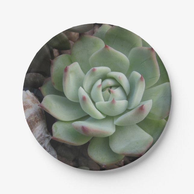 Succulent Paper Plate (Front)