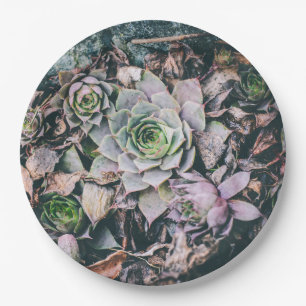 Succulent Paper Plates