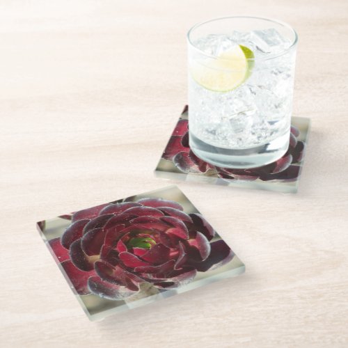 Succulent Photo Red Burgundy Coastal Plant Glass Coaster