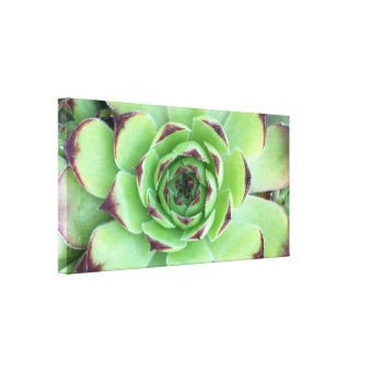 Succulent Plant 16x8 Horizontal Photo Canvas Print | Zazzle