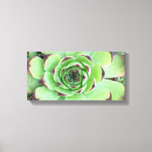 Succulent Plant 16x8 Horizontal Photo Canvas Print