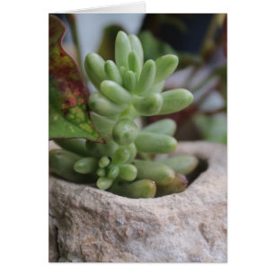 Succulent Plant All Occasions Cards