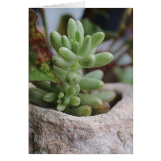 Succulent Plant All Occasions Cards (Front)
