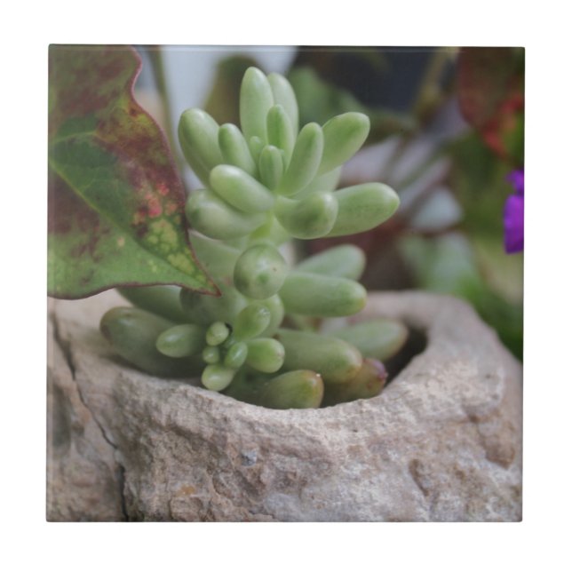 Succulent Plant and Chameleon Plant Ceramic Tile (Front)