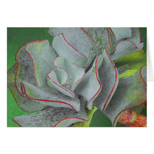 Succulent Plant Card (Front Horizontal)