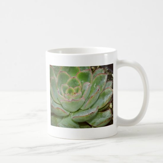 Succulent Plant Coffee Mug