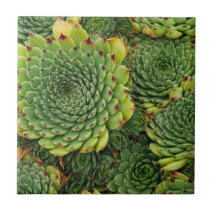 Succulent Plant Decorative Ceramic Tile