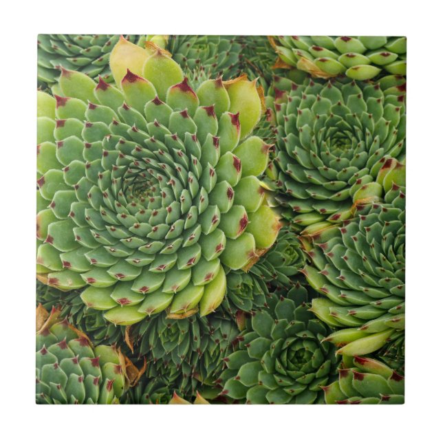 Succulent Plant Decorative Ceramic Tile (Front)