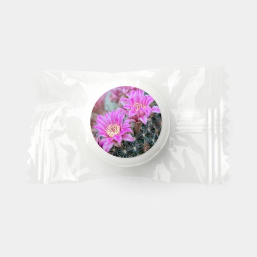 succulent plant in bloom in the vase throw pillow life saver mints