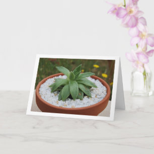Succulent Plant in Terracotta Pot Card