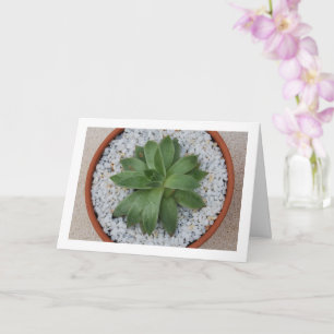 Succulent Plant in Terracotta Pot Card