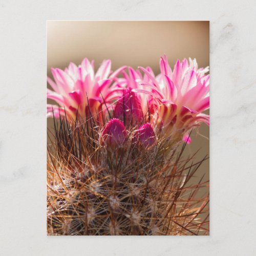 succulent plant in the garden postcard