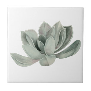 Succulent Plant Watercolor Painting Tile