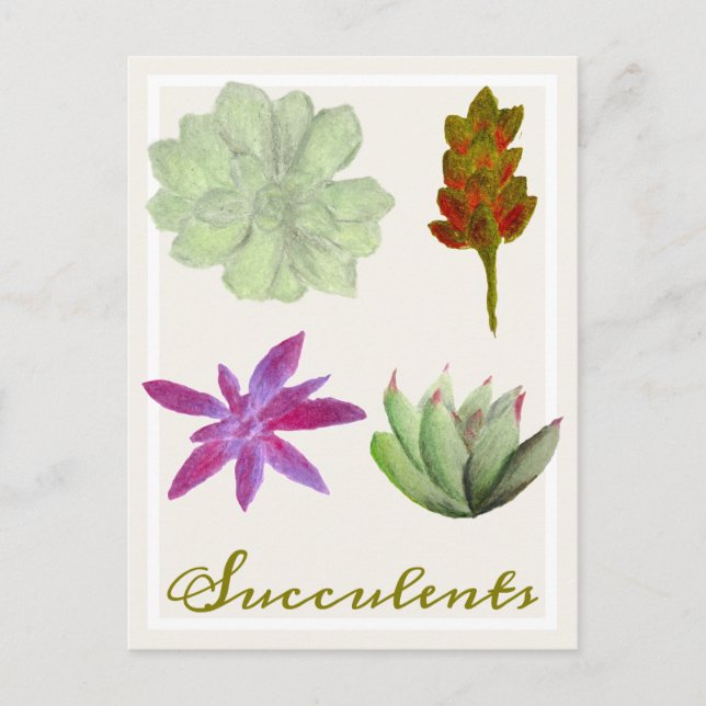 Succulent Plants Colored Pencil Drawings Postcard (Front)