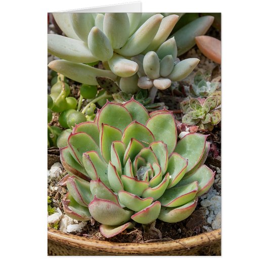 succulent plants in pot cards (Front)