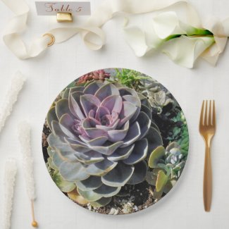 Succulent. Plants