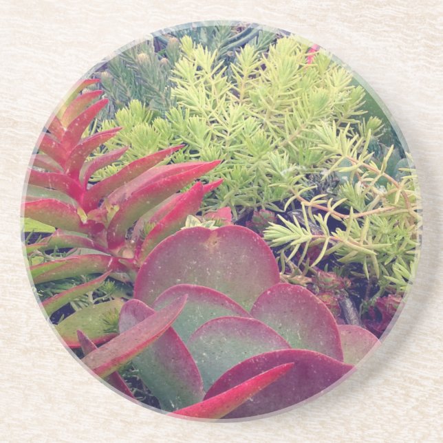 Succulent Plants Sandstone Coaster (Front)