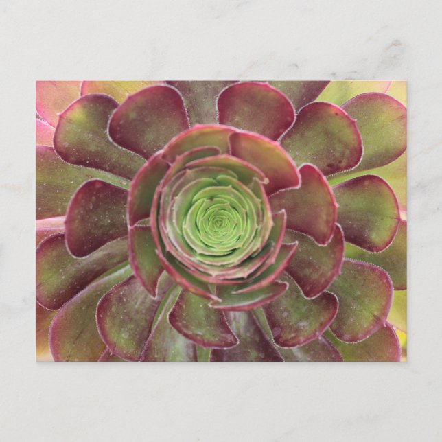 Succulent Postcard (Front)