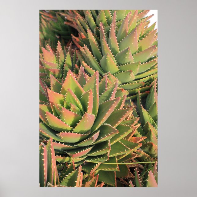 succulent poster (Front)