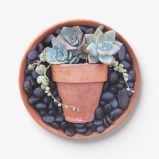 Succulent Pot in a Pot Paper Plate