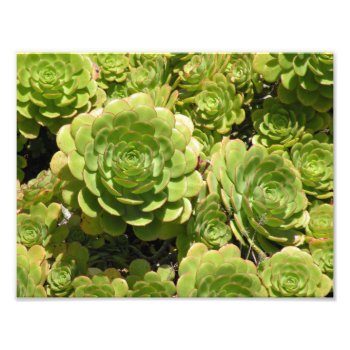 Succulent Print by TristanInspired at Zazzle