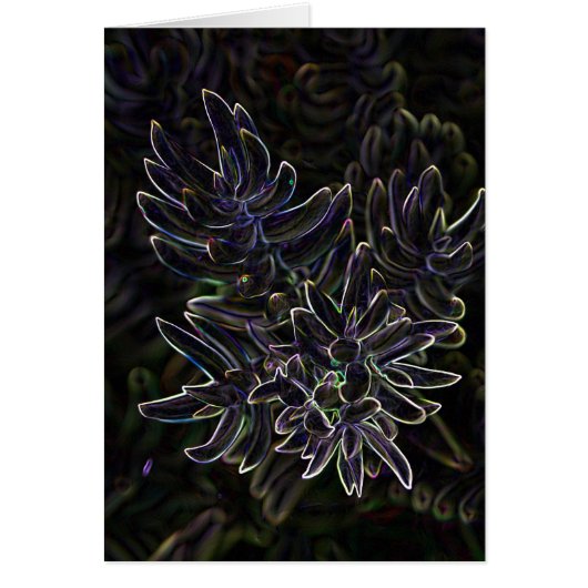 Succulent Sedum Cards (Front)