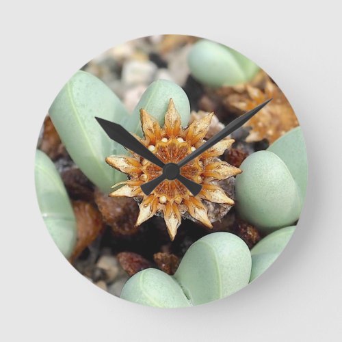 Succulent Seed Star Wall Clock