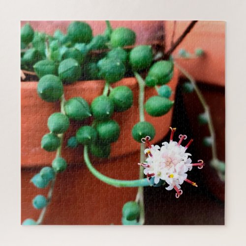 Succulent String Of Pearls Bloom Flower Jigsaw Puzzle