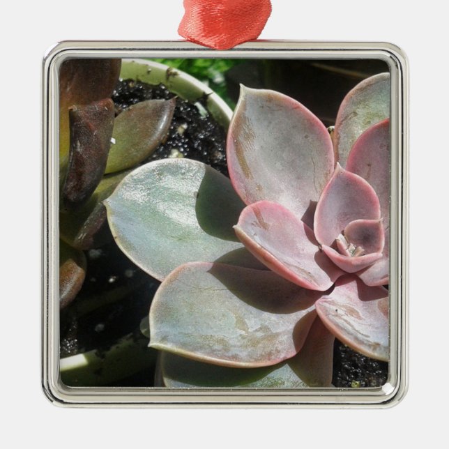 #succulent, Succulent plant, pretty pink succulent Metal Ornament (Front)