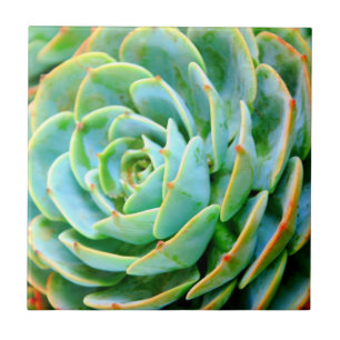 Succulent Tile