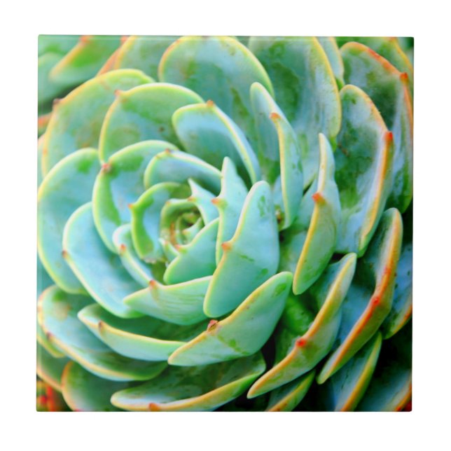 Succulent Tile (Front)