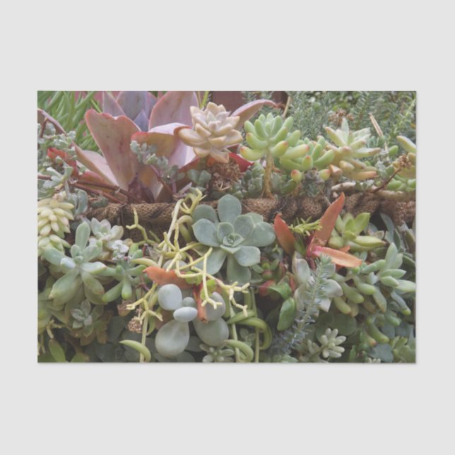 Succulent Tissue Paper (Front)