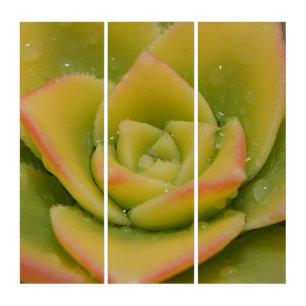 Succulent Triptych Wall Art Botanical Macro