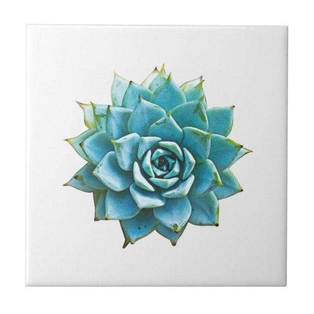 Succulent Watercolor Ceramic Tile (Front)