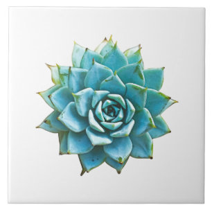 Succulent Watercolor Ceramic Tile