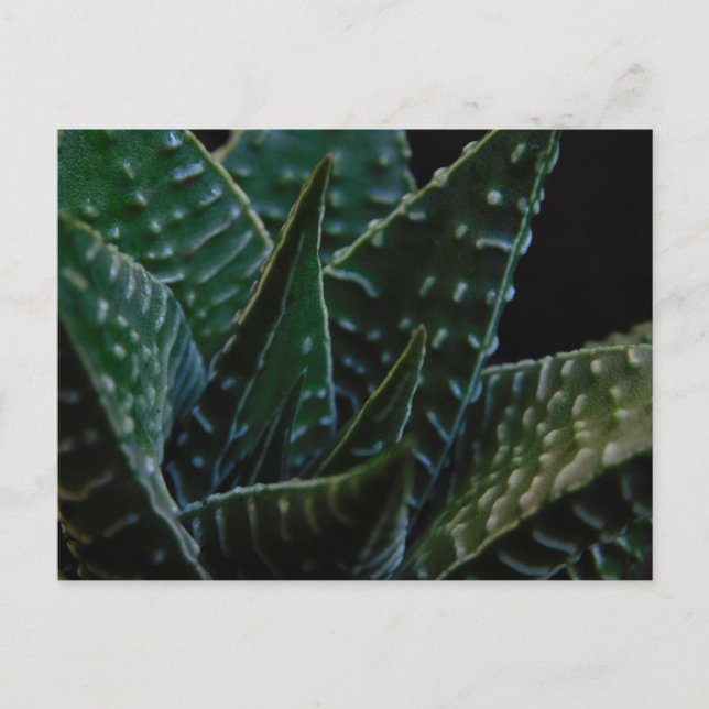 Succulent Zebra Plant Postcard (Front)