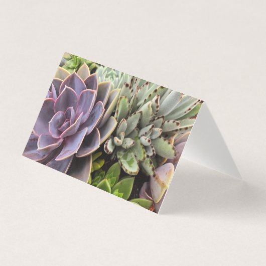 Succulents (Front)