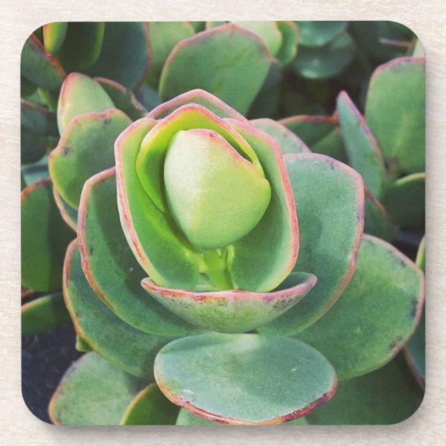 #succulents at the greenhouse. drink coaster (Front)